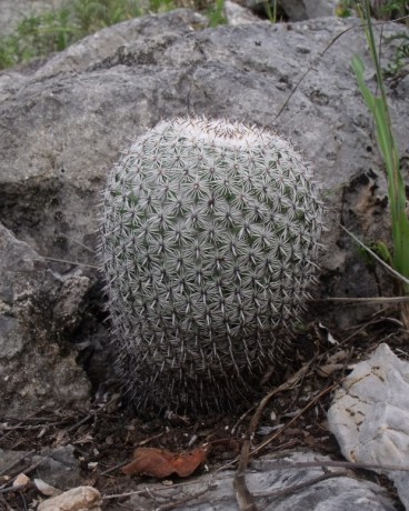 Mammillaria albilanata oaxacana, Cerro Gordo, OAX, PT 410