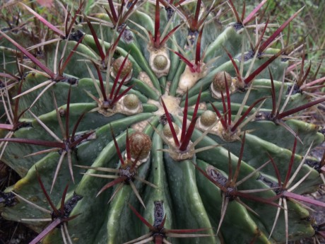 Ferocactus greenwoodi, San José Lachiguirí, OAX