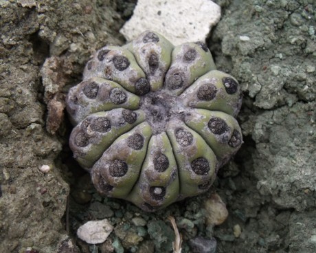 DSCF6762 Astrophytum asterias ssp. oaxacensis sp. n.