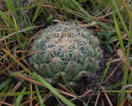 Coryphantha meleospina, Piedra Azul OAX, PT 412