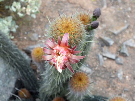 DSCF1154