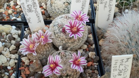 Mammillaria hermosana, El Encino, ZAC