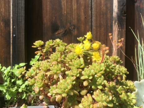 Aeonium sedifolium 3