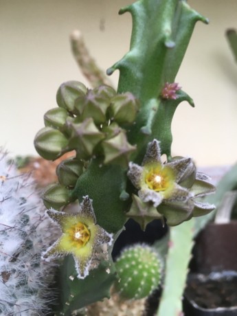 Caralluma burchardii 2023