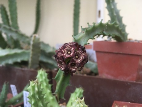 Caralluma europea 1