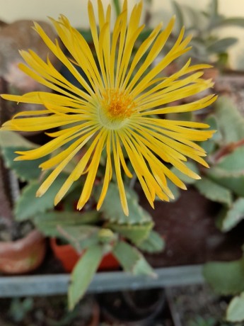 Carruanthus ringens květ1
