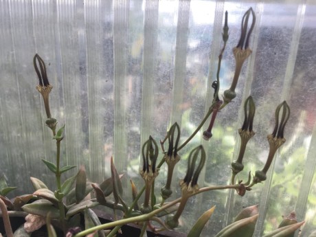 Ceropegia africana květy