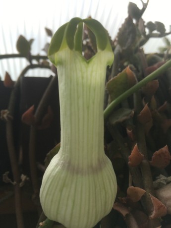 Ceropegia ampliata květ