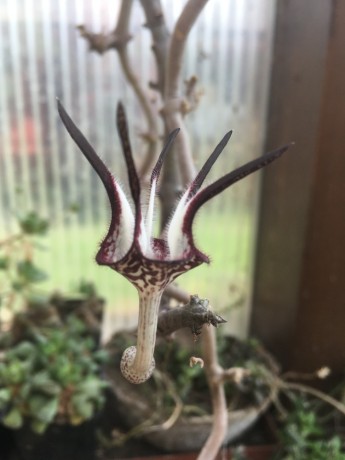 Ceropegia stapeliformis