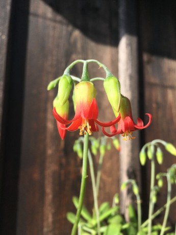 Cotyledon elysae květy