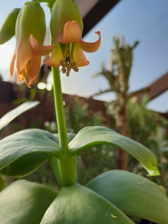 cotyledon orbiculata květ