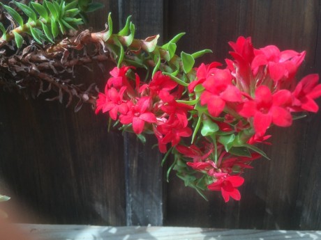 Crassula coccinea