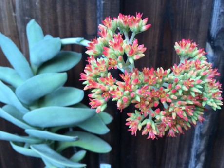 Crassula falcata