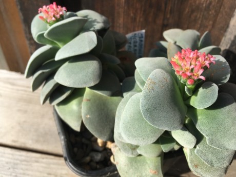 Crassula Morgen´s beauty 2025