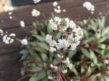 Crassula orbicularis Rosularis 1