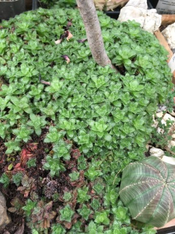 Crassula setulosa v. nova,  Leolo Mts. Abel Erasmus pass