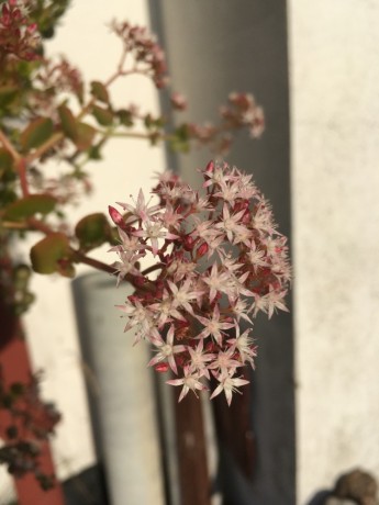 Crassula spathulata květ