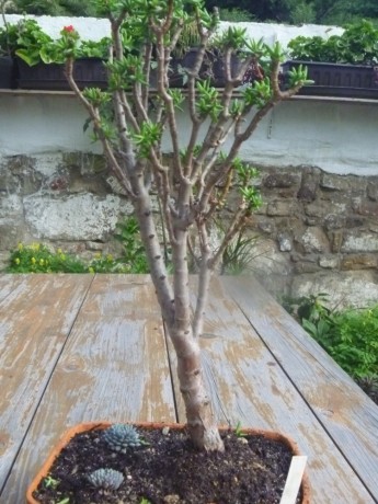 Crassula tetragona