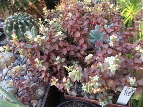 Crassula volkensii 1