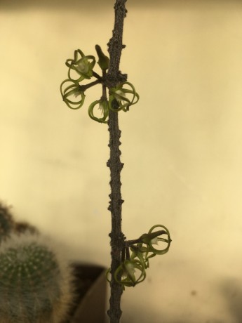 Cynanchum marnieranum 1