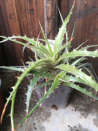 Dyckia