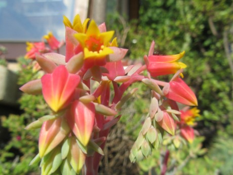 Echeveria květ