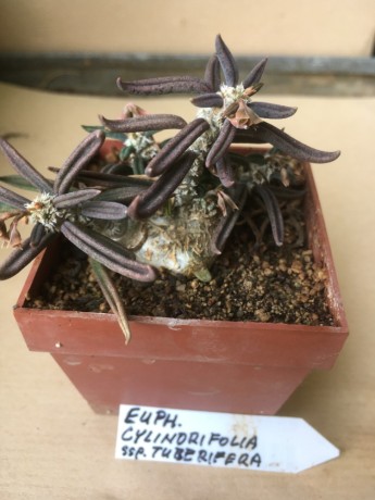 Euphorbia cylindrifolia ssp.tuberifera