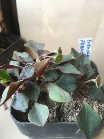 Euphorbia francoisii