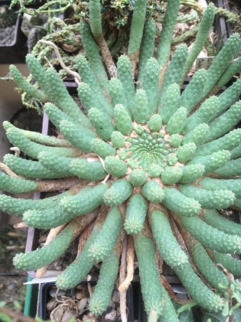 Euphorbia Inermis cv. Medusa