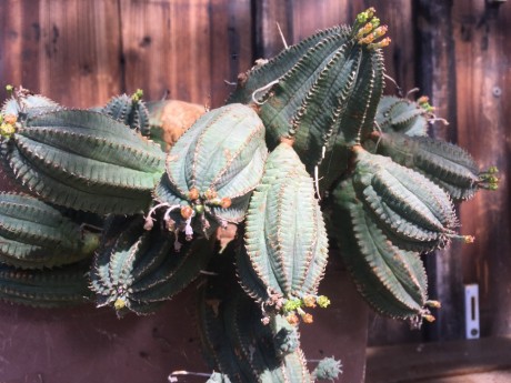 Euphorbia infausta 2