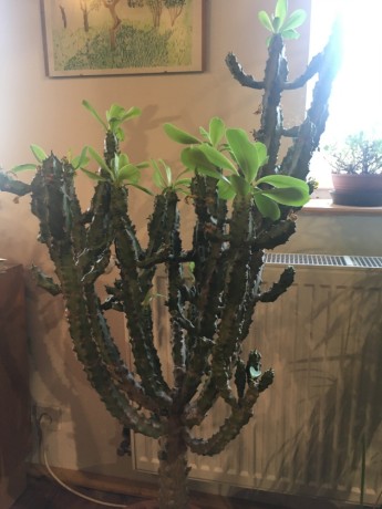 Euphorbia neriifolia