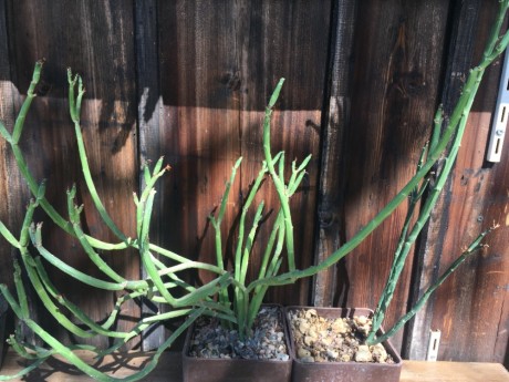 Euphorbia phosphorea