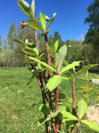 Euphorbia umbellata