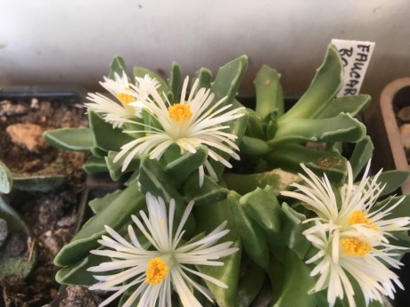 Faucaria bosscheana