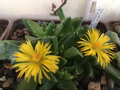 Faucaria hooleae