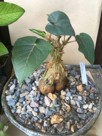 Ficus patiolaris