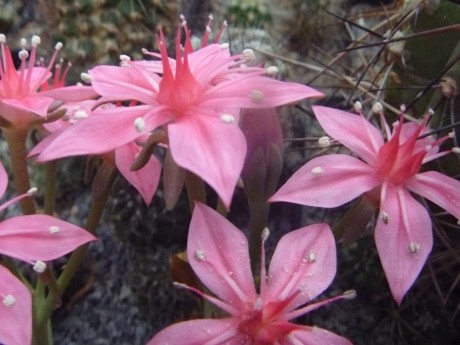 Graptopetalum bellum květy