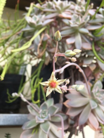 Graptopetalum paraguaense květ