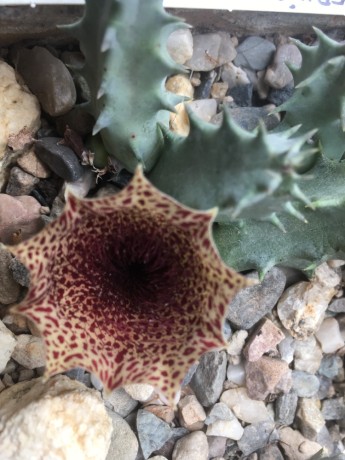 Huernia barbata