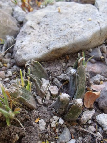 PT Ariocarpus agavoides, před La Providencia