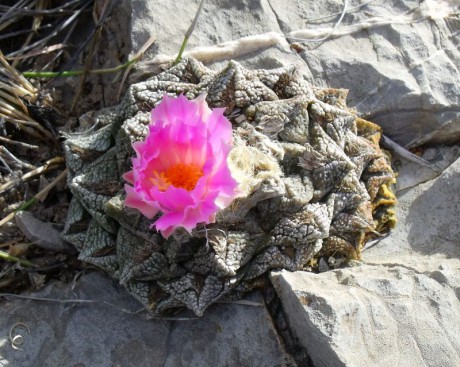 PT 149 Ariocarpus fissuratus, Cuatro Cienegas