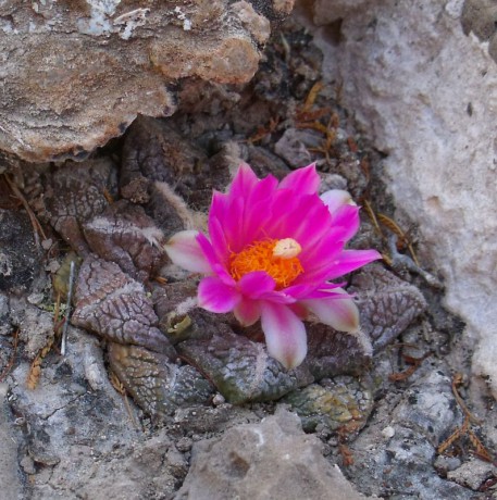 PT 150 Ariocarpus fissuratus, západně Ocampo