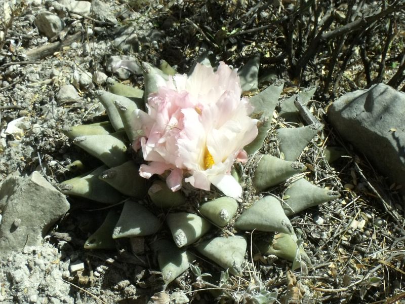 PT 235 Ariocarpus retusus, La Libertad