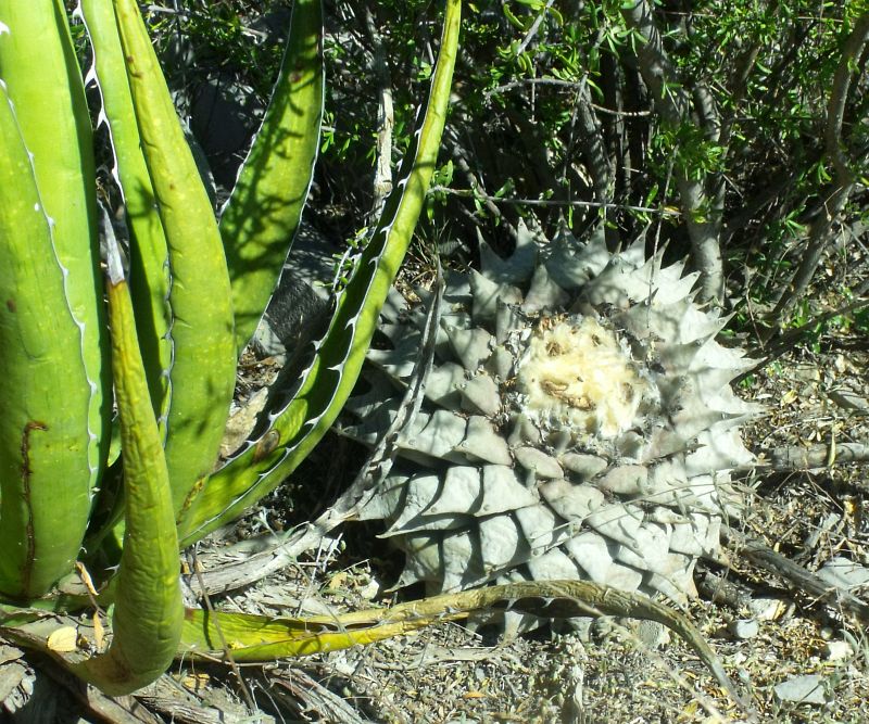 PT 154 Ariocarpus retusus, La Luz