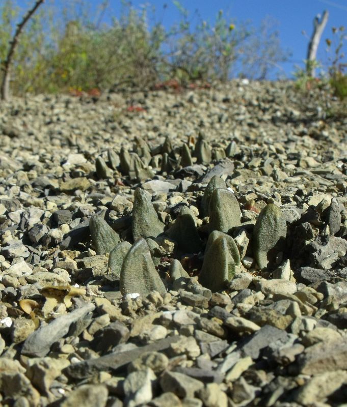 PT 152 Ariocarpus scapharostrus, před Rayones