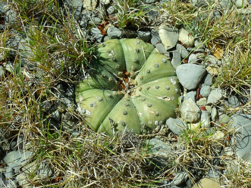 PT 148 Astrophytum asterias, Lucio Blanco (1)