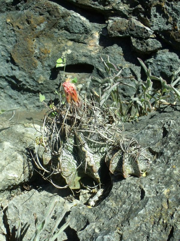 PT 64 Astrophytum capricorne minor, Mina (1)