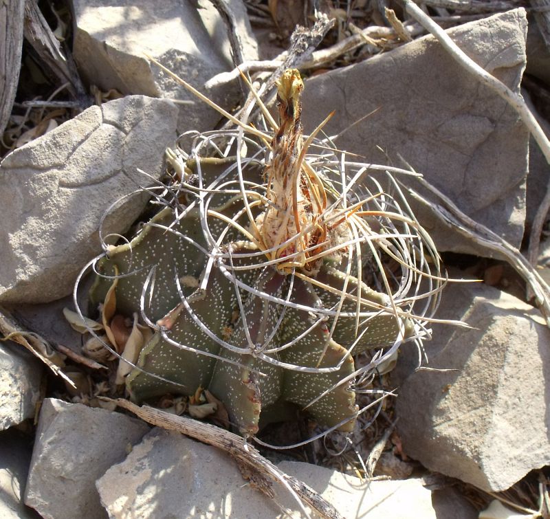 PT 81 Astrophytum capricorne sanjuanense, San Juan de Boquillas