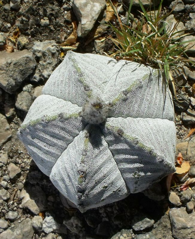 PT 39b Astrophytum myriostigma potosinum zajímavá forma, El Sabinito