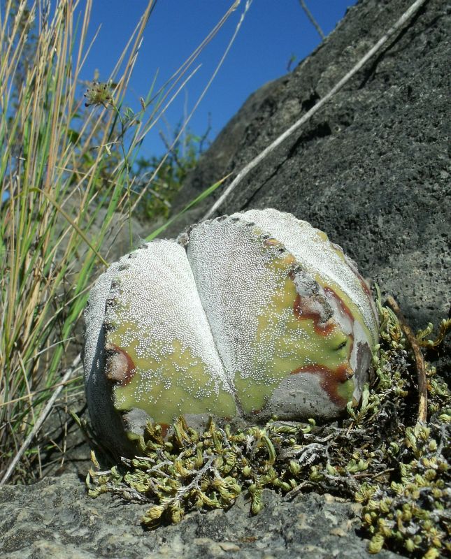 PT 39b Astrophytum myriostigma potosinum, El Sabinito